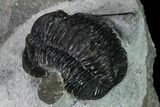 Bargain, Cornuproetus Trilobite Fossil - Issoumour, Morocco #165883-4